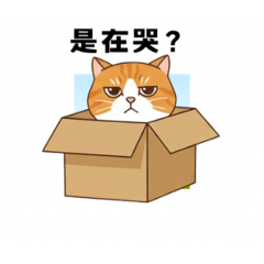 What would you say a ginger cat