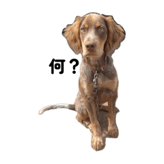 dog food_20251106210714