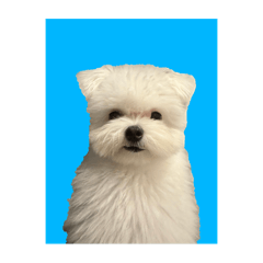mochimochiomochi_20251106192753