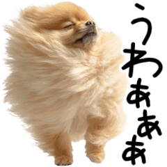 耐えろ！ポメラニアン！！【毎日使える】