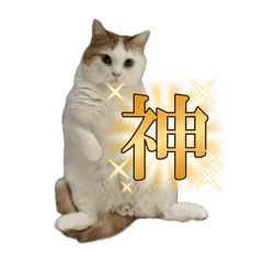 tonton_20251106162455