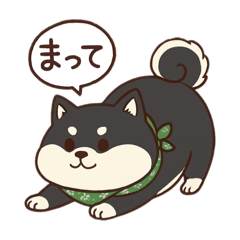 Little Black Shiba!