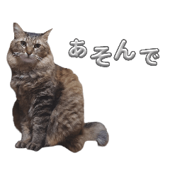 KIJITORA_20251106221022