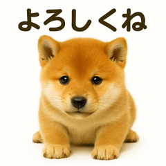 Real Shiba Inu Stickers japanese popular
