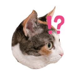 my cat is so cute!!!!!!