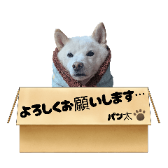 shibaken shiroshiba dog