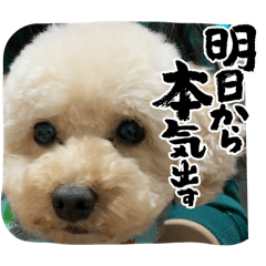 Harmonie's dogs