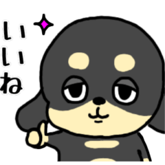 まったりミニチュアダックス