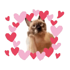 お酒とネコ好きな日常会話76