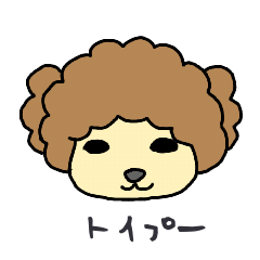 Afro hair Toy poodle