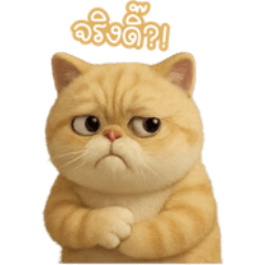 The Round Orange Cat