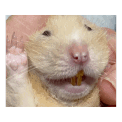 阿呆的一百種表情