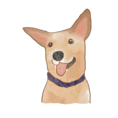 Emma小狗狗-日常篇