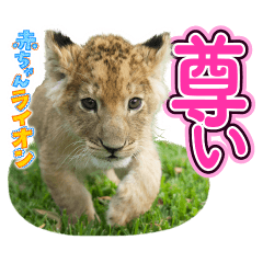 イッテQ!珍獣スタンプ ~南アフリカ編~