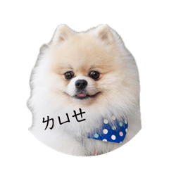 麻吉٩(˃̶͈̀௰˂̶͈́)و