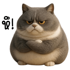 แมวอวบอว้นเทา ตัวตึง