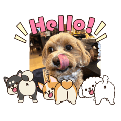 cocoa_20251107204942