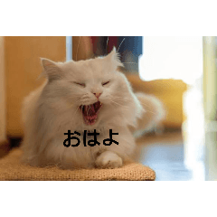 sumikko_20251108101935