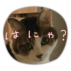 nekoo_20251108104408