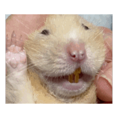 阿呆的十六種表情