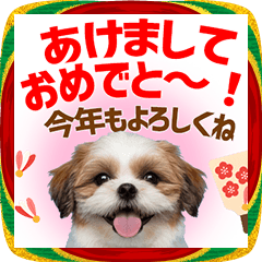 シーズー・年末年始・正月