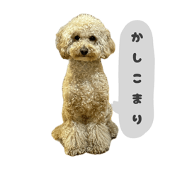 ringo_20251107194850