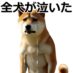 デカ動く ふつつかな犬