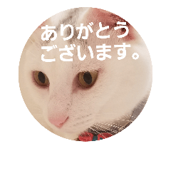 福猫スタンプ(実写)⑨※敬語 2