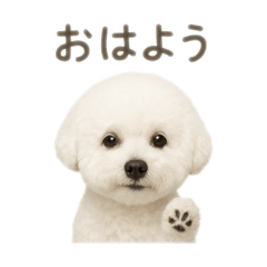 BichonFrise Cute