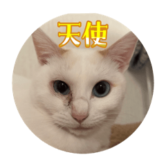 Akiko_20251108130612