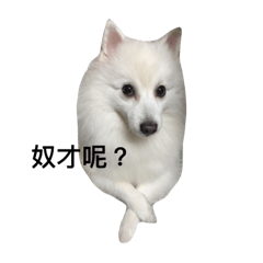 Japanese Spitz Jordan