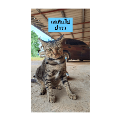 Apichet_20251108092542