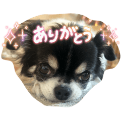 koko_20251108161514