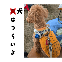 misaki_20251108162907