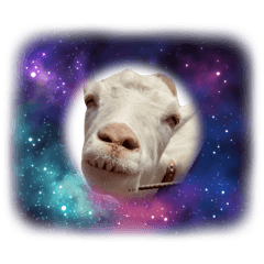 osashimi_20251108170902