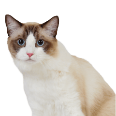 りゅうちゃんの可愛いスタンプです！