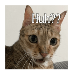 割物顧家貓貓第N彈/•᷅•᷄୭