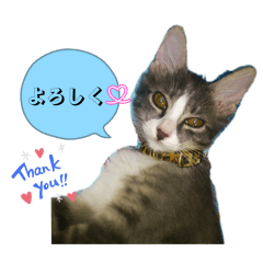 macomeR_20251108201625