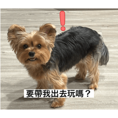 妹妹ㄉ約克夏貼圖