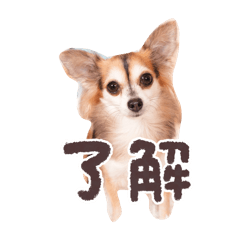 Ayame_20251108224130