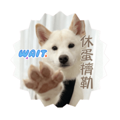 布丁寶寶第一彈！