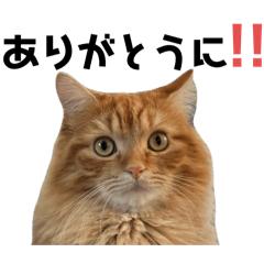 kaori_20251109002413