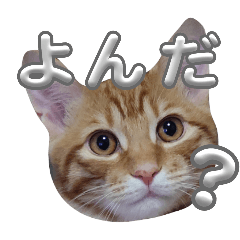 tunapapa_20251109003659