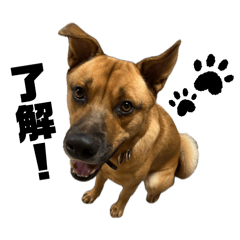 Sakura_20251109003605