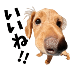 ダックスフントのふくちゃん