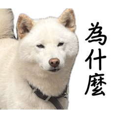 多多ı||ııı||ı|②