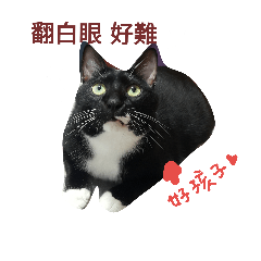 BLack cat is my baby