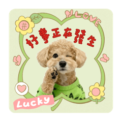 奶茶貴賓狗生活3