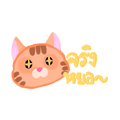 Orange cat, various mood