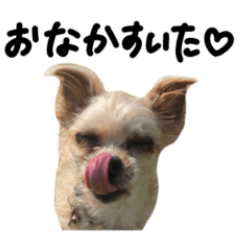 Team NAKAMURA wannyan's